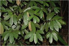 Friesodielsia sahyadrica